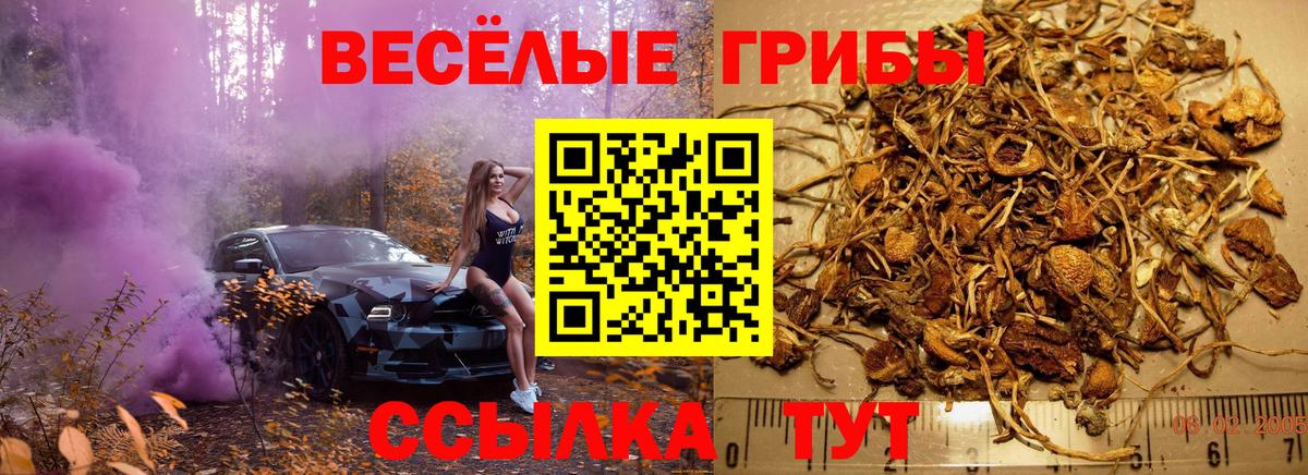 Галлюциногенные грибы Psilocybe Гай